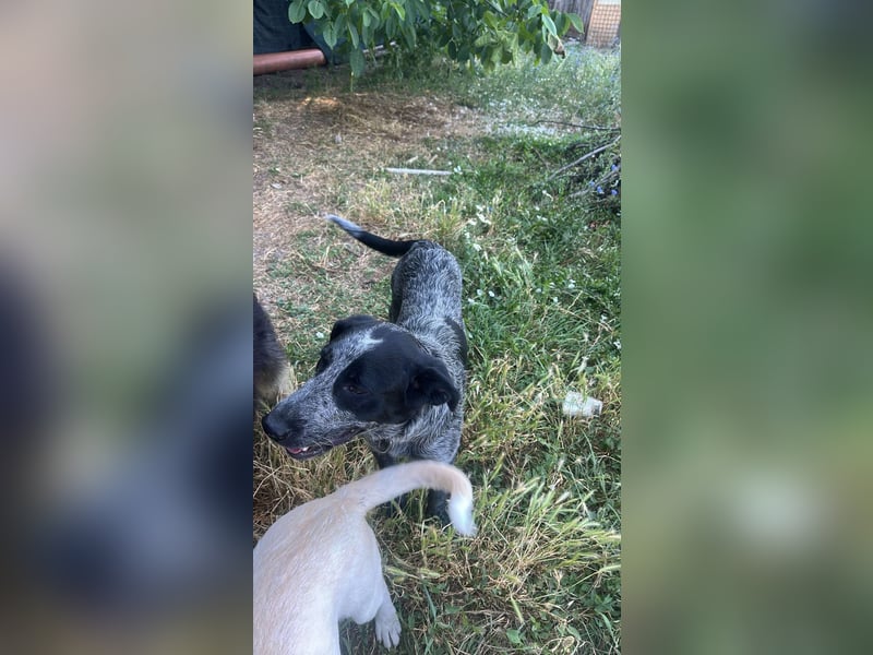 Berta, Hundemädchen sucht liebevolle Hände