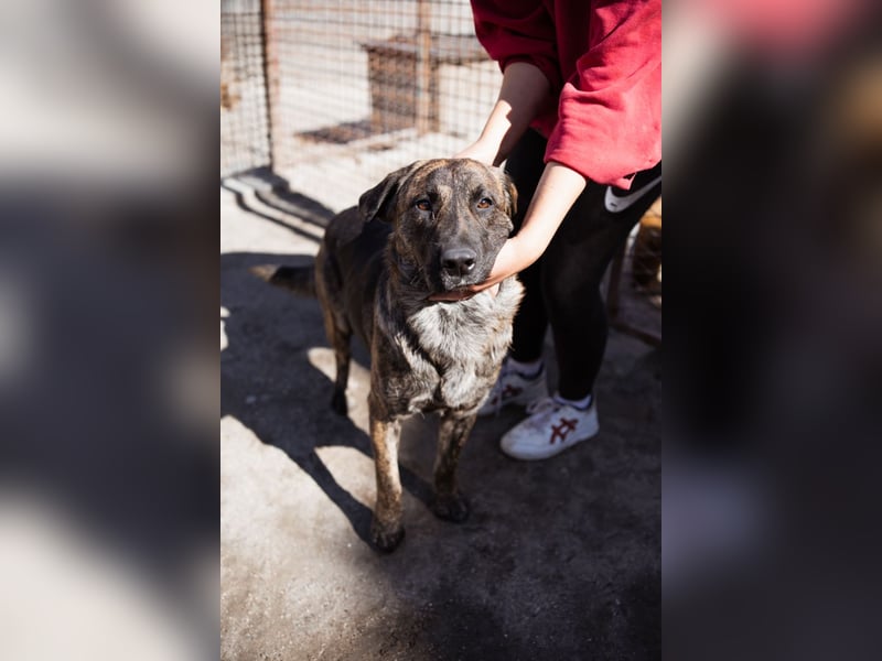 Ludwig ❤️ unser lieber, verschmuster Jungrüde!