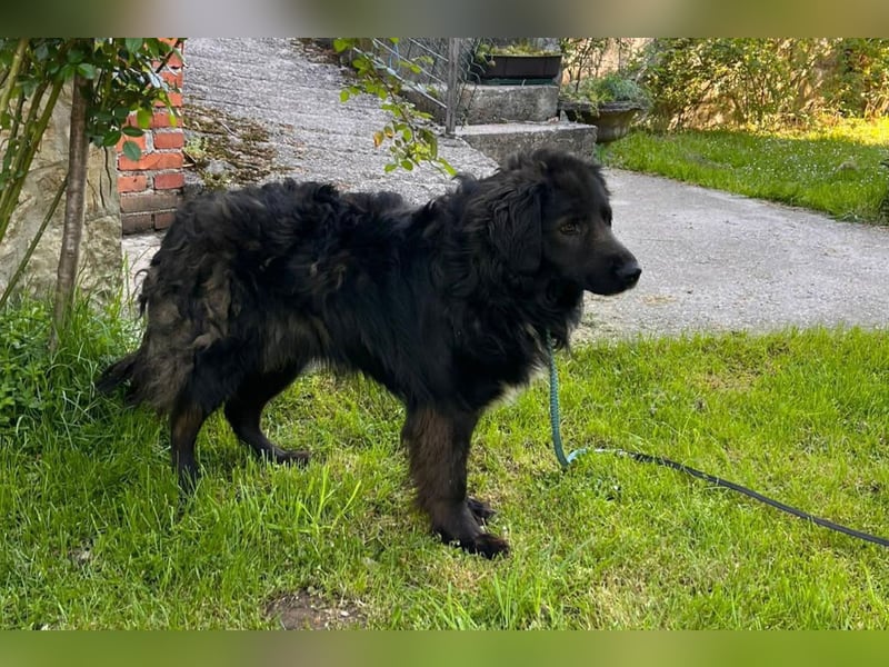 BIMBO❤️freundlicher, ruhiger Fellschnuffel - liebt einfach alles und jeden um sich herum