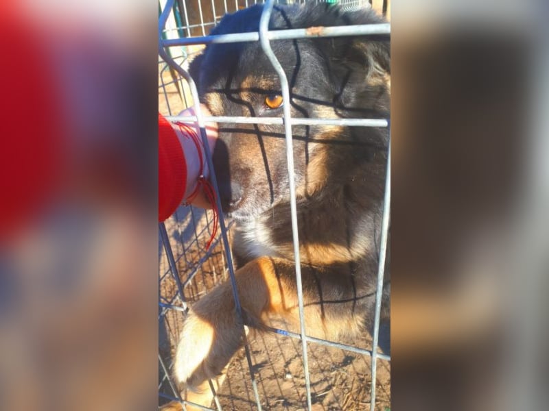 Spencer - schöner Bub sucht Abenteuerfamilie! 