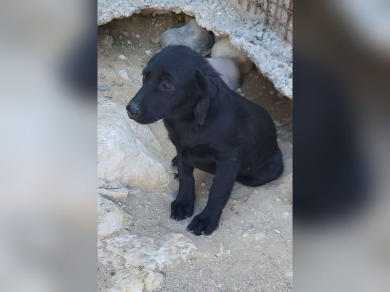 Knutschkugel GRACIE❤️zauberhaftes Fellschnute sucht ihr Zuhause fürs Leben