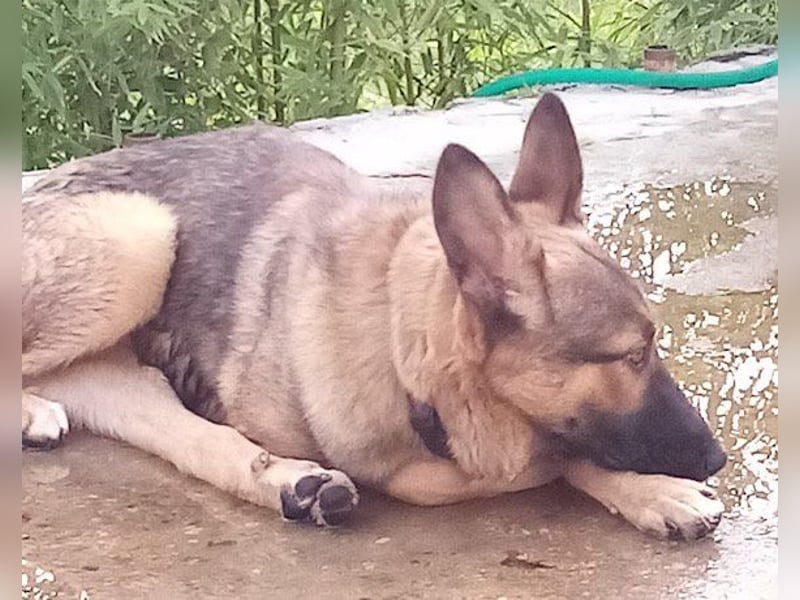 Bebo ❤️ liebevoller, freundlicher und katzenverträgl. Rüde