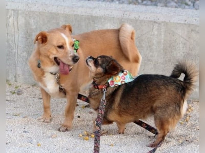 Kika & Max ❤️ gemeinsames Zuhause gesucht