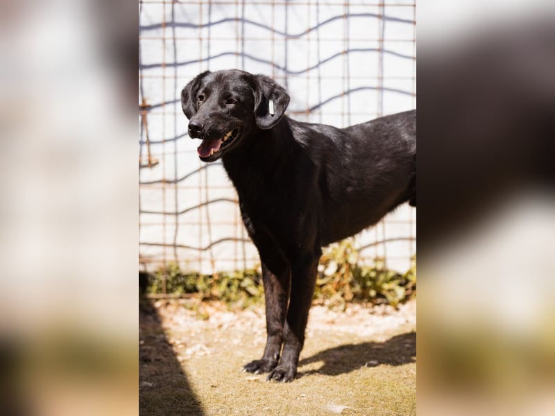PRINCE❤️sanfter, sozialer Hundebub wartet auf seine Chance