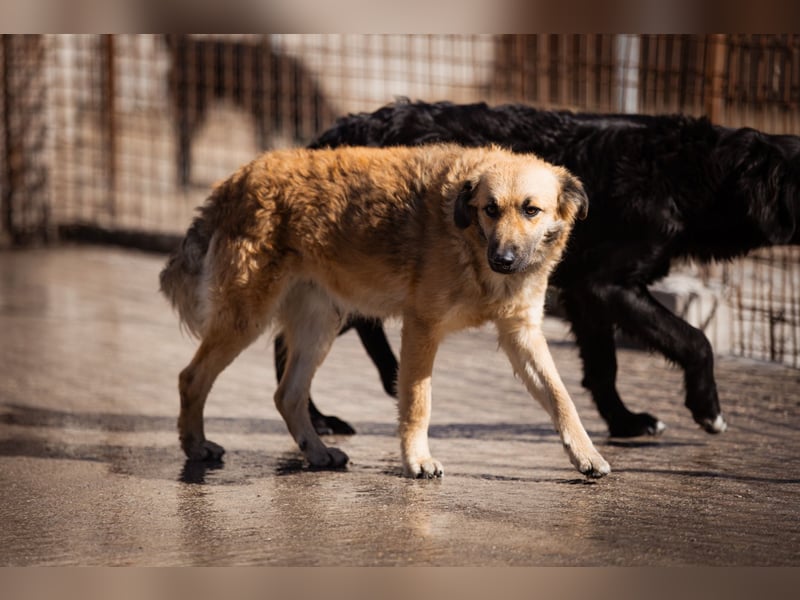 Ben ❤️ schmusiger, schüchterner Hundebub
