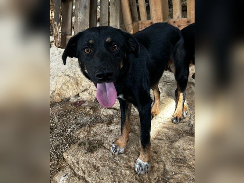 Percy ❤️ aufgeschlossen & verkuschelt!