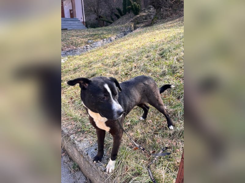 Rim ❤️ so süß, verschmust + freundlich!