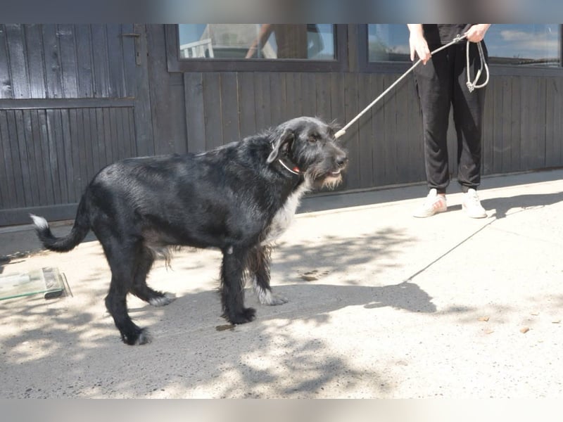 Familienrüde Tinko  - Schnauzer-Mix sucht sein Glück