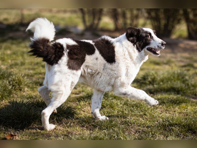 Toller Rüde ♥Thor♥ ruhig & ausgeglichen mit einem kleinen Tick
