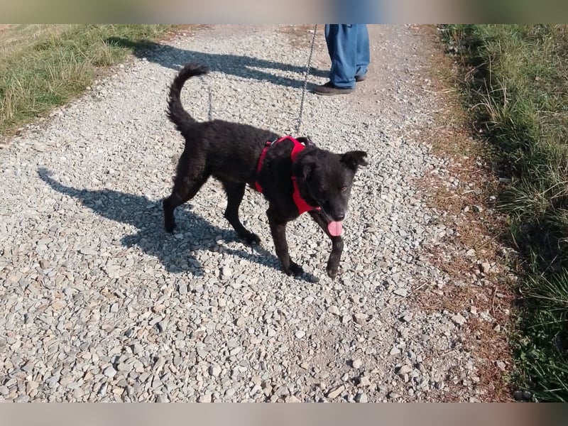 BIMAL❤️lieber, ruhiger, katzenverträglicher Familienhund wartet schon in 67753 Aschbach