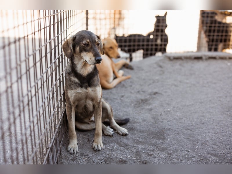 Lebensfrohe ♥Pika♥ sucht ihre treuen Menschen