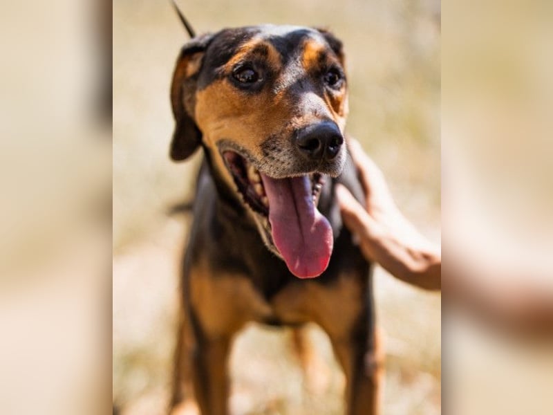 Jasco ❤️ neugierig, lebhaft & verspielt