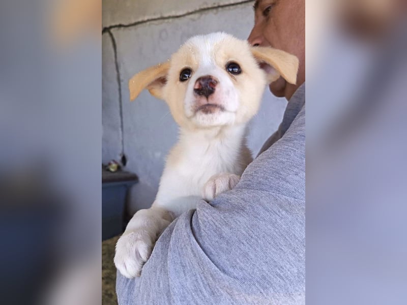 Welpin ♥Tina♥ hofft nun darauf ihre lieben & treuen Menschen zu finden