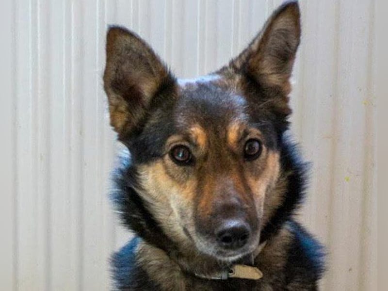 Fibi ❤️ sanfte Fellnase mit Charakter! Fibi ❤️ sanfte Fellnase mit Charakter!