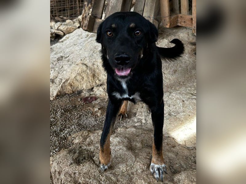 Percy ❤️ aufgeschlossen & verkuschelt!