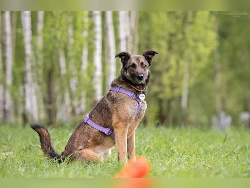 Verschmuste Birma sucht ihre Familie