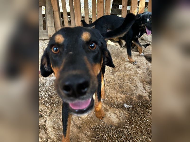 Lieber Mico ❤️ aufgeschlossen & verkuschelt!