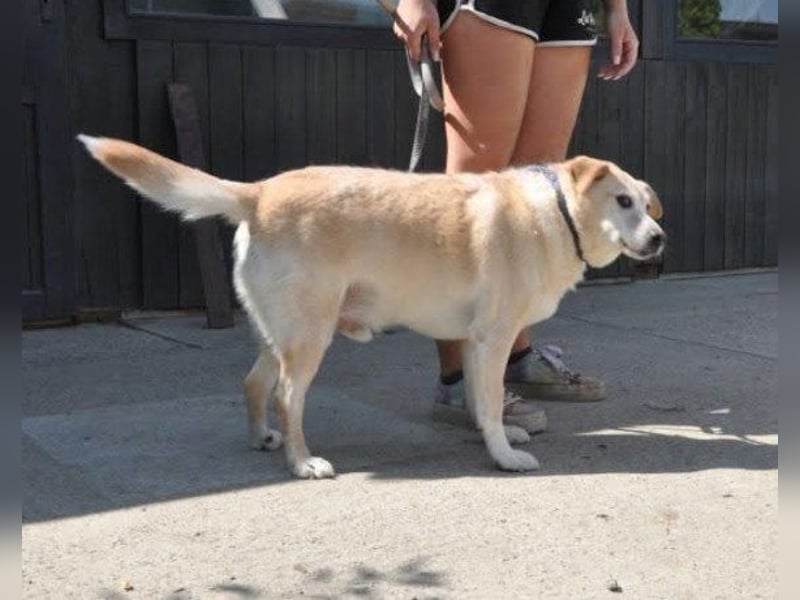 ♥Lary♥ ein sanfter, ruhiger, gutmütiger Rüde im besten Alter