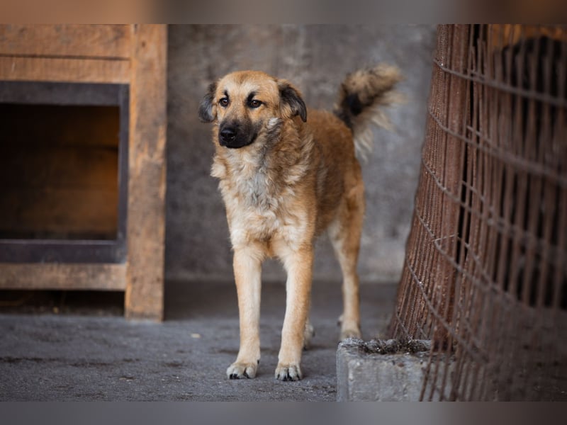 Ben ❤️ schmusiger, schüchterner Hundebub
