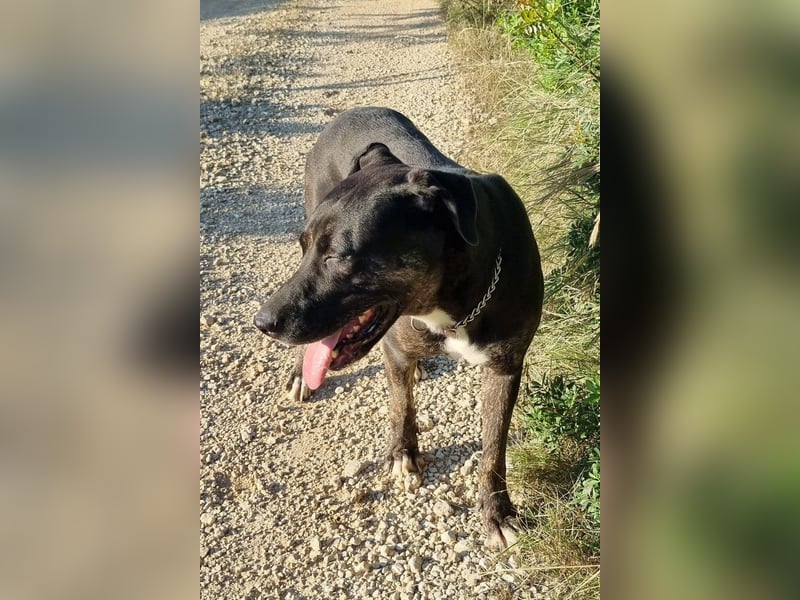 Goldige ♥ Godina ♥ kinderliebe, soziale Hündin