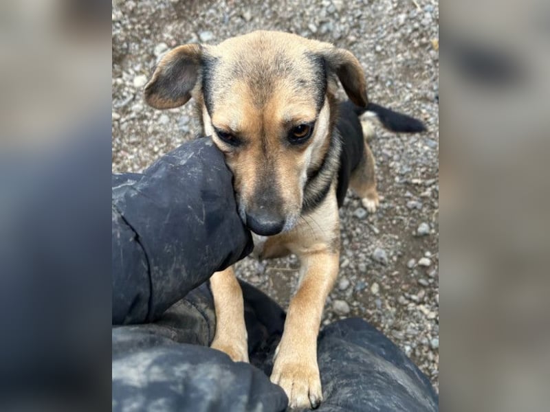 Lana ❤️ tolle umgängliche, junge Hündin