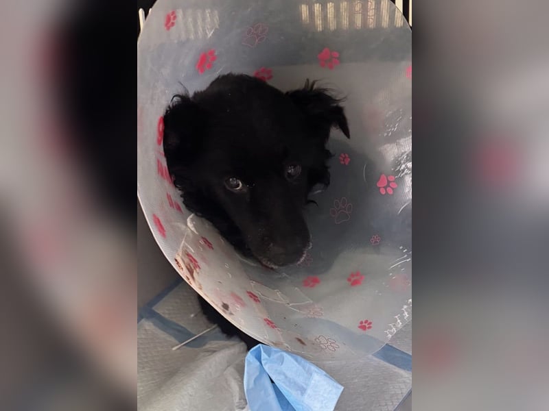 Nox ❤️ liebevoller Kämpfer auf 3-Beinen