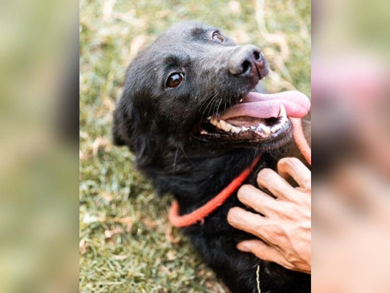 CHUNA❤️freundliche, neugierige & absolut liebenswerte Schmusepfote