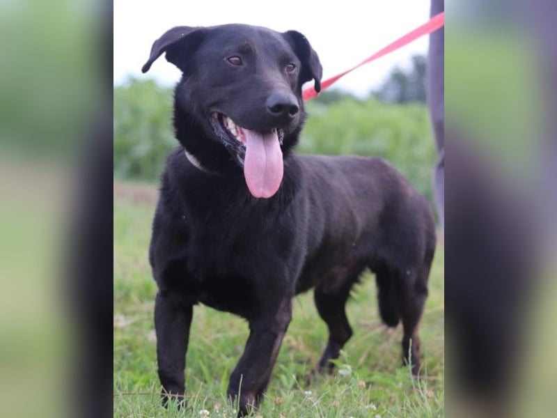 Blacky Aron ♥️ so verschmuster & verspielter Rüde