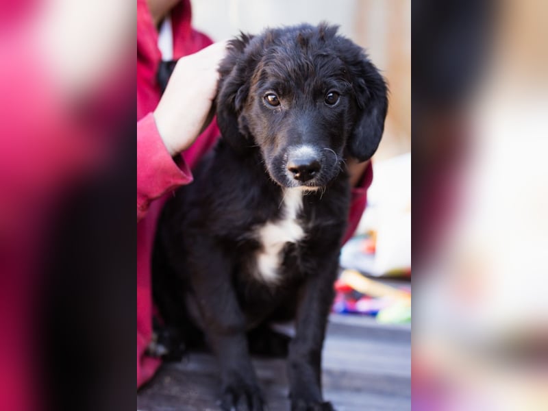 Rudi ❤️ verspielter, lieber Welpenbub! Rudi ❤️ verspielter, lieber Welpenbub!