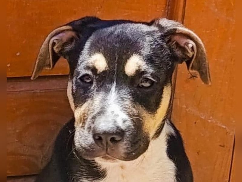 Lykka ❤️ fröhliches, verspieltes & neugieriges Hundemädchen