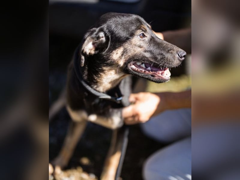 FRIDA❤️Terrier-Mix-Sonnenscheinchen sucht ihr Zuhause voller Liebe