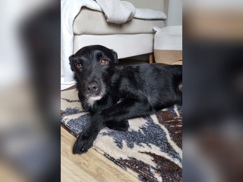 LEMMY❤️in 21075 Hamburg: ein harmonischer, treuer Begleiter sucht sein Happy End