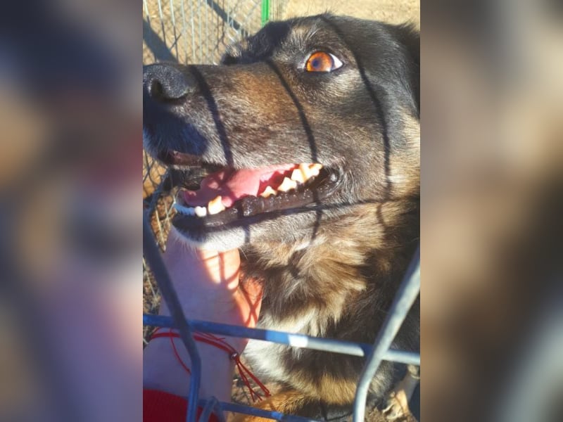 Spencer - schöner Bub sucht Abenteuerfamilie! 