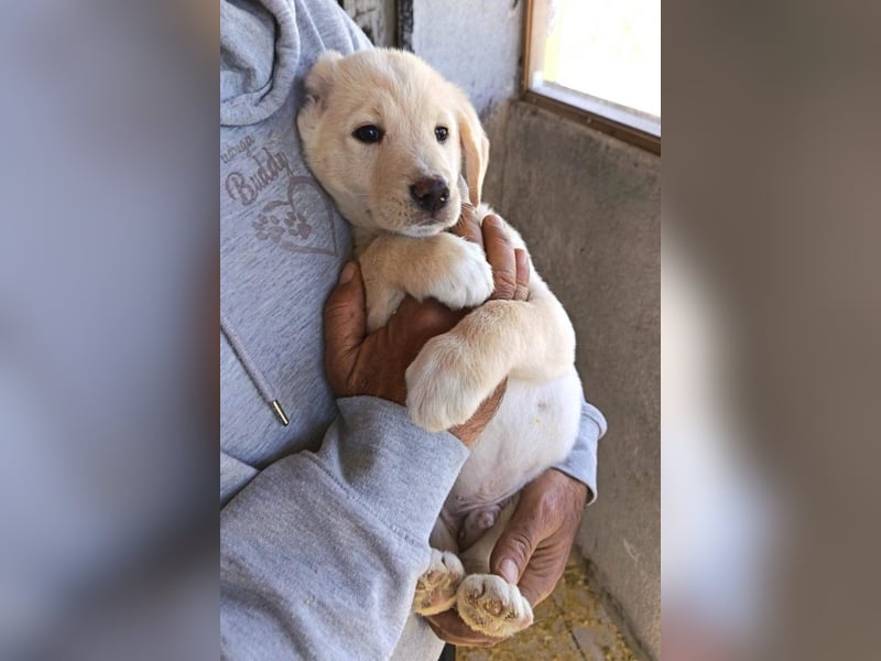 Klein ♥Luan♥ fröhlicher, neugieriger Welpenbub