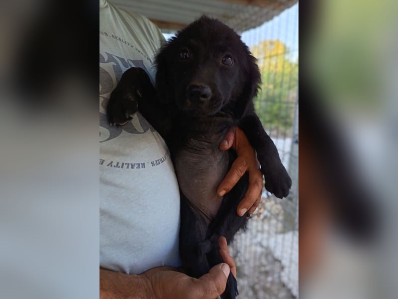 Knutschkugel GRACIE❤️zauberhaftes Fellschnute sucht ihr Zuhause fürs Leben