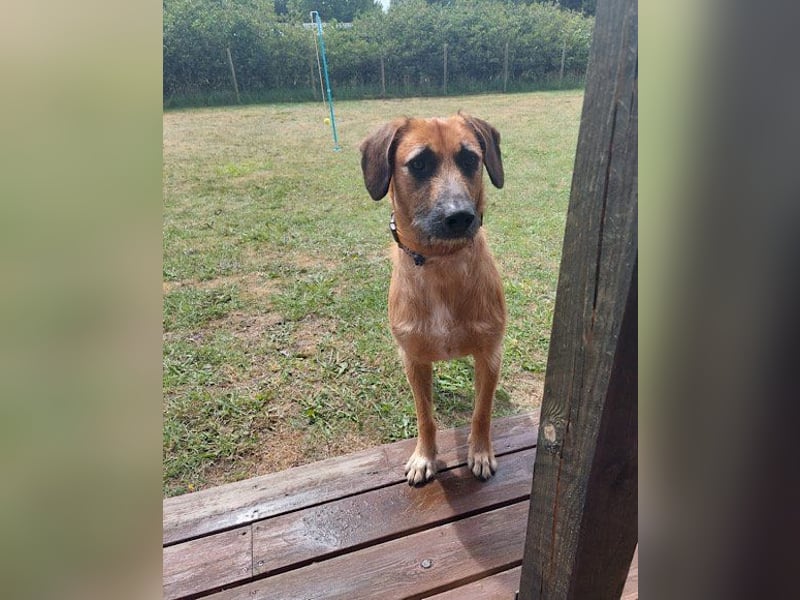 Besuche Taro in 24885 Sieverstedt