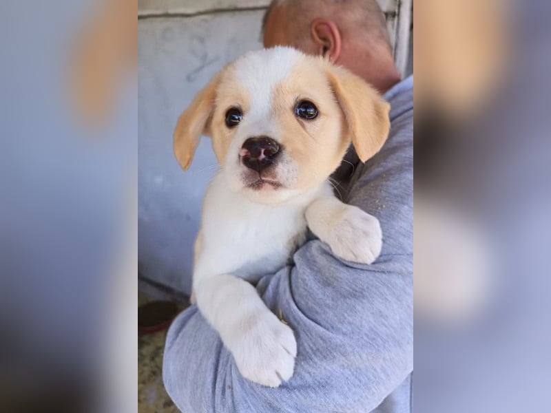 Engelchen ♥ Elfie ♥ zarte, lebensfrohe, neugierige Welpin