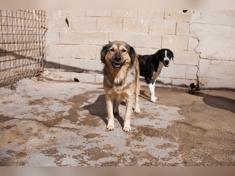 Sanfte Sophy ♥️ Fellfreundin fürs Leben
