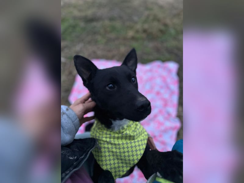 Sokol ❤️ verschmuster, verspielter Hunde-Schatz sucht sein Zuhause