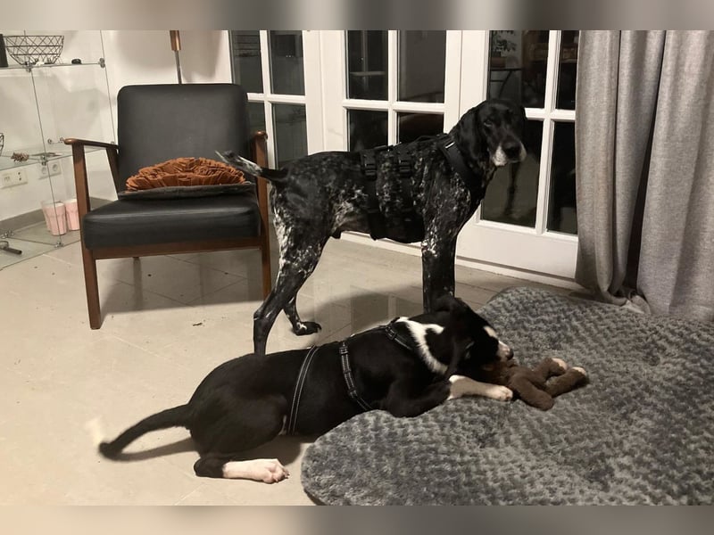 Jungspund Rocky ❤️ wartet in 50674 Köln