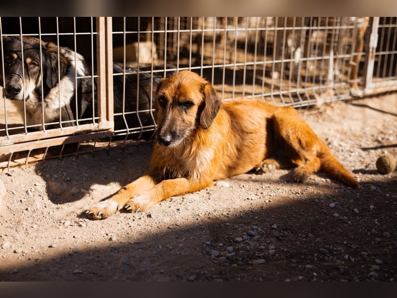 Sanfter ♥ Oscar ♥ wartet schon in 74749 Rosenberg