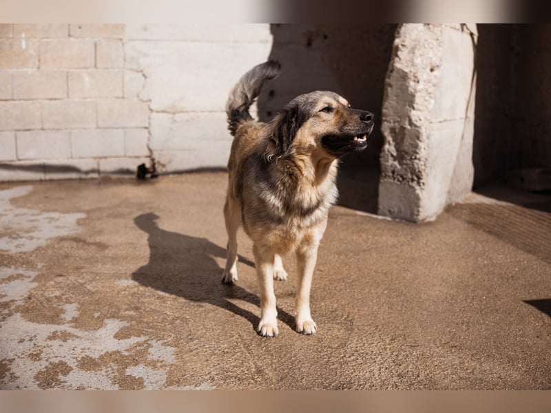 Sanfte Sophy ♥️ Fellfreundin fürs Leben