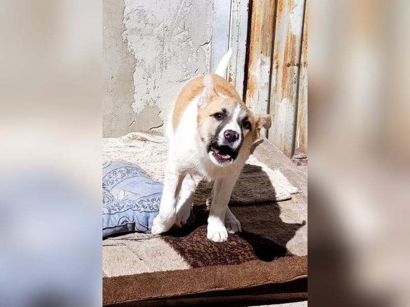 Ella ❤️ super liebes, junges Hundemädchen