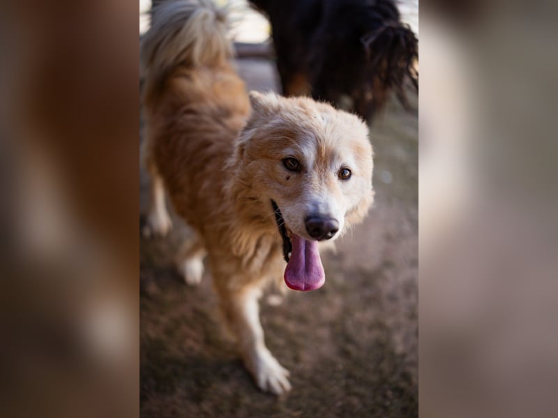 SKOČKO❤️ein Sonnenschein auf vier Pfoten sucht dich