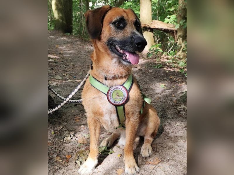 Toller Rüde ♥ Taro ♥ wartet bereits in 24885 Sieverstedt