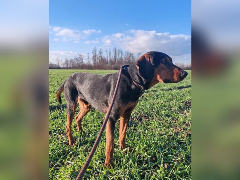 Ruhiger Jimmy ❤️ sucht liebesvolles Zuhause