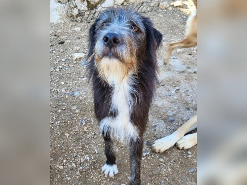 Mino ❤️ Seelenhund sucht seine Familie