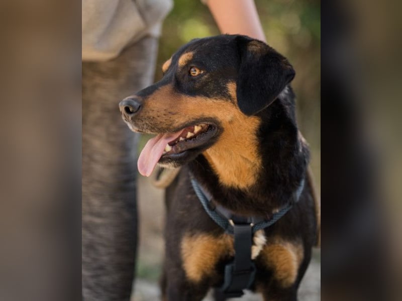 Lieber Mico ❤️ aufgeschlossen & verkuschelt!