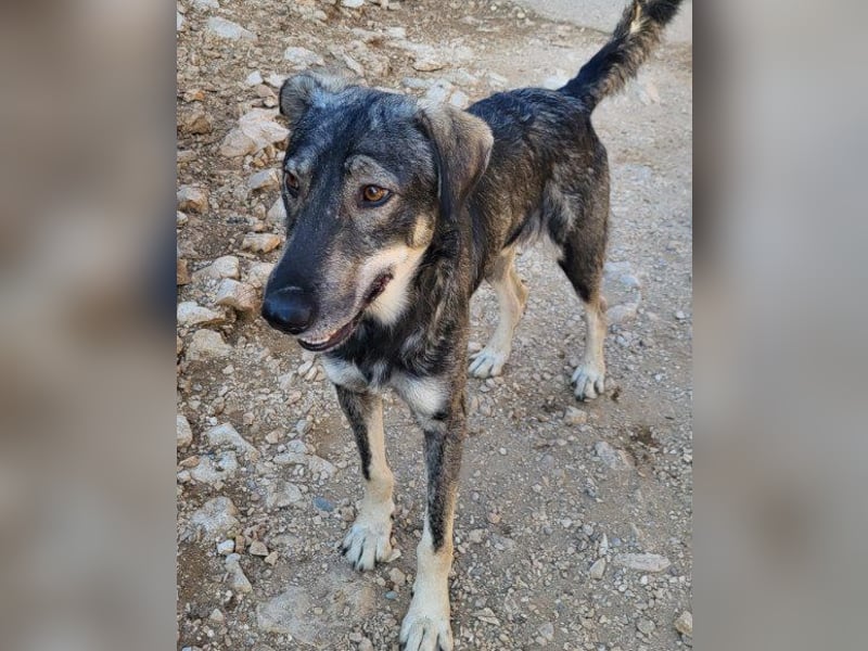 Mili-HSH-Rüde: braucht Liebe & Vertrauen