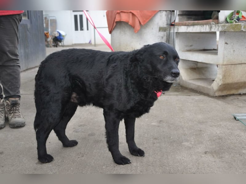 BRACO❤️wundervoller Rüde mit einem besonders sanften und liebenswerten Wesen